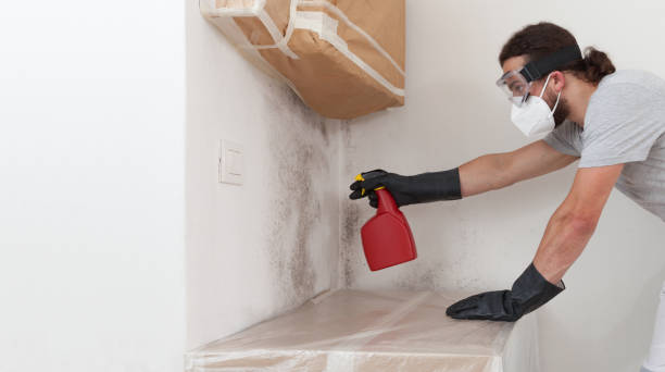 Professional Basement Mold Removal technician working in Barclay, NJ
