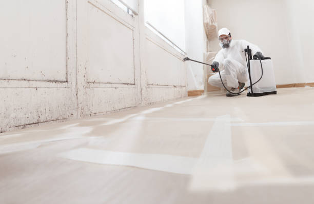 24/7 Emergency Basement Mold Removal experts in Barclay, NJ