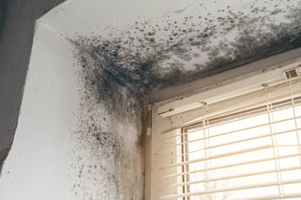 Affordable Basement Mold Removal solutions in Barclay, NJ